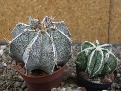 Astrophytum Dinosaur X ornatum květináč 6,5 cm - 12413513