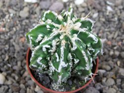 Astrophytum Dinosaur X ornatum květináč 5,5 cm - 12413515