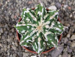 Astrophytum Dinosaur X ornatum květináč 5,5 cm - 12413516