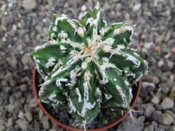 Astrophytum Dinosaur X ornatum květináč 5,5 cm - 12413517