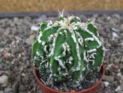 Astrophytum Dinosaur X ornatum květináč 5,5 cm - 12413518