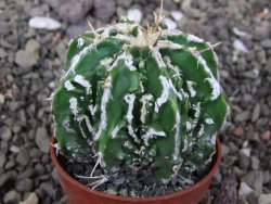 Astrophytum Dinosaur X ornatum květináč 5,5 cm - 12413519