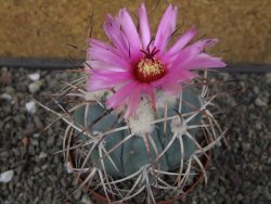 Echinocactus horizonthalonius El Hundido květináč 9 cm - 12413520