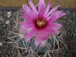 Echinocactus horizonthalonius El Hundido květináč 9 cm - 12413521