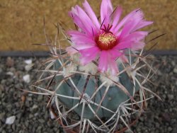 Echinocactus horizonthalonius El Hundido květináč 9 cm - 12413522