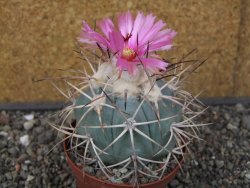 Echinocactus horizonthalonius El Hundido květináč 9 cm - 12413523