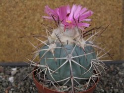 Echinocactus horizonthalonius El Hundido květináč 9 cm - 12413524