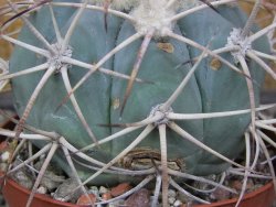 Echinocactus horizonthalonius El Hundido květináč 9 cm - 12413525