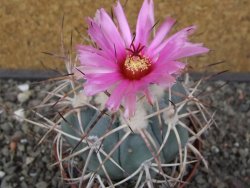 Echinocactus horizonthalonius El Hundido květináč 9 cm