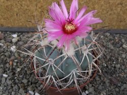 Echinocactus horizonthalonius El Hundido květináč 9 cm - 12413527