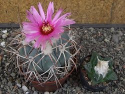 Echinocactus horizonthalonius El Hundido květináč 9 cm - 12413528