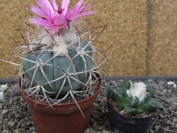 Echinocactus horizonthalonius El Hundido květináč 9 cm - 12413529