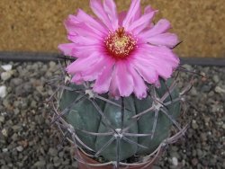 Echinocactus horizonthalonius El Oso pot 6,5 cm