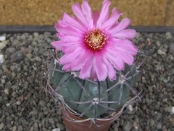 Echinocactus horizonthalonius El Oso pot 6,5 cm - 12413531