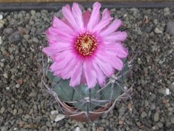Echinocactus horizonthalonius El Oso pot 6,5 cm - 12413532