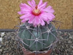 Echinocactus horizonthalonius El Oso pot 6,5 cm - 12413533