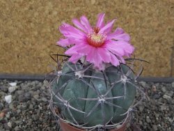 Echinocactus horizonthalonius El Oso pot 6,5 cm - 12413534