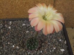 Echinopsis hybrid pot 5,5 cm
