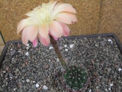 Echinopsis hybrid pot 5,5 cm - 12413536