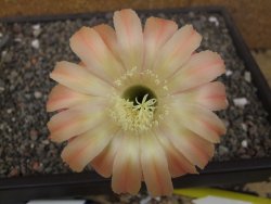 Echinopsis hybrid pot 5,5 cm - 12413537