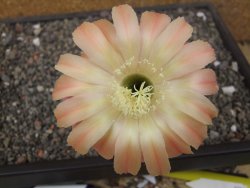 Echinopsis hybrid pot 5,5 cm - 12413538