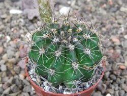 Echinopsis hybrid pot 5,5 cm - 12413539