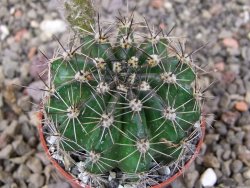 Echinopsis hybrid pot 5,5 cm - 12413540