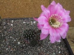 Echinopsis hybrid pot 5,5 cm - 12413542
