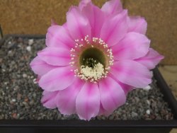Echinopsis hybrid pot 5,5 cm