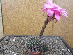 Echinopsis hybrid pot 5,5 cm - 12413545