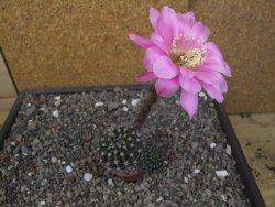 Echinopsis hybrid pot 5,5 cm - 12413546