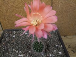 Echinopsis hybrid pot 7 cm - 12413547