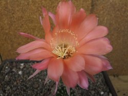 Echinopsis hybrid pot 7 cm