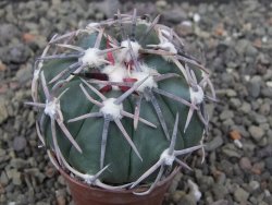 Echinocactus horizonthalonius Corazon del Monte pot 5,5 cm - 12413554