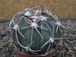 Echinocactus horizonthalonius Corazon del Monte pot 5,5 cm