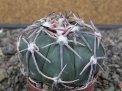Echinocactus horizonthalonius Corazon del Monte pot 5,5 cm - 12413556