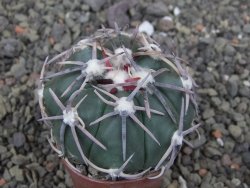 Echinocactus horizonthalonius Corazon del Monte pot 5,5 cm - 12413557