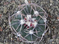 Echinocactus horizonthalonius Corazon del Monte pot 5,5 cm - 12413558
