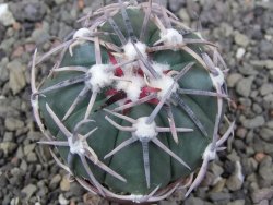 Echinocactus horizonthalonius Corazon del Monte pot 5,5 cm - 12413559