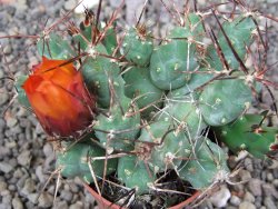 Tephrocactus rossianus aurantiaco flore pot 7 cm - 12413561