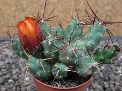 Tephrocactus rossianus aurantiaco flore pot 7 cm - 12413562