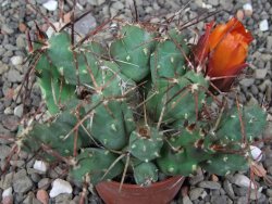 Tephrocactus rossianus aurantiaco flore pot 7 cm - 12413564