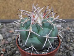 Coryphantha poselgeriana valida SB 288 Cerro Bola květináč 5,5 cm - 12413566
