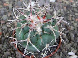 Coryphantha poselgeriana valida SB 288 Cerro Bola květináč 5,5 cm - 12413567
