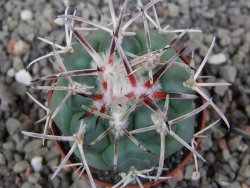 Coryphantha poselgeriana valida SB 288 Cerro Bola květináč 5,5 cm - 12413568