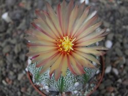 Astrophytum Z Jasenné květináč 6,5 cm - 12413570