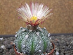 Astrophytum Z Jasenné květináč 6,5 cm - 12413571