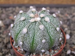 Astrophytum Z Jasenné květináč 6,5 cm - 12413572