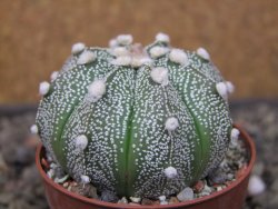 Astrophytum Z Jasenné květináč 6,5 cm - 12413573