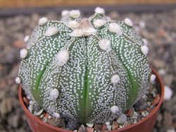 Astrophytum Z Jasenné květináč 6,5 cm - 12413574